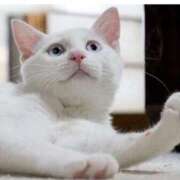 ヒメ日記 2025/08/01 05:48 投稿 真琴 多恋人倶楽部（山口）