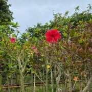 ヒメ日記 2025/09/17 09:55 投稿 つかさ 石亭