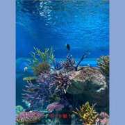 ヒメ日記 2025/11/13 09:58 投稿 つかさ 石亭