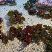 ヒメ日記 2025/11/13 11:12 投稿 つかさ 石亭