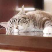 ヒメ日記 2025/07/10 14:54 投稿 もこ ミルキーラテ