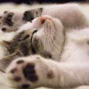 ヒメ日記 2025/07/16 13:29 投稿 もこ ミルキーラテ