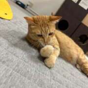 ヒメ日記 2025/02/01 02:30 投稿 紬（つむぎ） 男爵