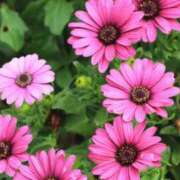 ヒメ日記 2025/11/05 11:35 投稿 なぎこ 艶熟妻 京都店