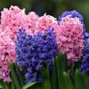 ヒメ日記 2025/12/19 23:32 投稿 なぎこ 艶熟妻 京都店