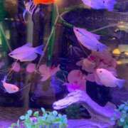 ヒメ日記 2025/08/03 01:36 投稿 ゆな カクテル(岡山)