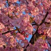 ヒメ日記 2025/03/17 07:37 投稿 りょうこ モアグループ神栖人妻花壇