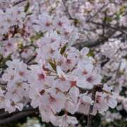 ヒメ日記 2025/04/09 19:55 投稿 りょうこ モアグループ神栖人妻花壇