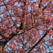 ヒメ日記 2026/03/06 09:20 投稿 りょうこ モアグループ神栖人妻花壇