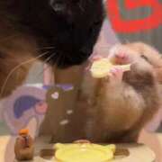 ヒメ日記 2025/06/01 11:44 投稿 せな 一宮稲沢小牧ちゃんこ