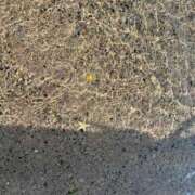 ヒメ日記 2025/06/07 18:04 投稿 せな 一宮稲沢小牧ちゃんこ