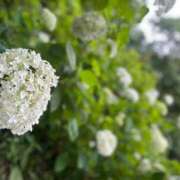 ヒメ日記 2025/06/16 13:44 投稿 せな 一宮稲沢小牧ちゃんこ