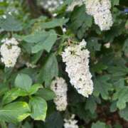 ヒメ日記 2025/06/23 00:14 投稿 せな 一宮稲沢小牧ちゃんこ