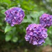 ヒメ日記 2025/06/26 18:54 投稿 せな 一宮稲沢小牧ちゃんこ