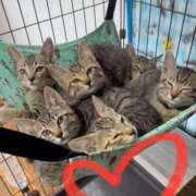 ヒメ日記 2025/10/03 18:04 投稿 せな 一宮稲沢小牧ちゃんこ