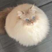 ヒメ日記 2025/10/09 15:04 投稿 せな 一宮稲沢小牧ちゃんこ