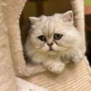 ヒメ日記 2025/11/01 00:14 投稿 せな 一宮稲沢小牧ちゃんこ