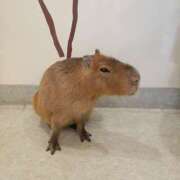 ヒメ日記 2025/01/24 22:01 投稿 あやか One More奥様　町田相模原店