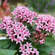 ヒメ日記 2025/11/05 07:00 投稿 あやか One More奥様　町田相模原店