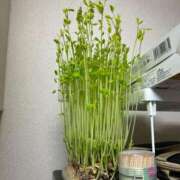 ヒメ日記 2025/02/19 10:46 投稿 しおり コスパラ