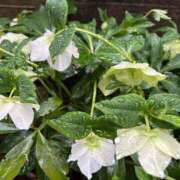 ヒメ日記 2025/03/19 11:31 投稿 しおり コスパラ