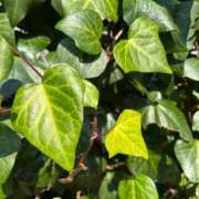 ヒメ日記 2025/03/26 11:15 投稿 しおり コスパラ