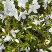 ヒメ日記 2025/04/16 12:47 投稿 しおり コスパラ