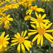 ヒメ日記 2025/04/20 10:52 投稿 しおり コスパラ