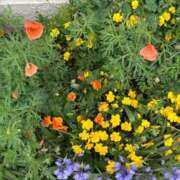 ヒメ日記 2025/07/09 09:40 投稿 しおり コスパラ