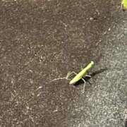 ヒメ日記 2025/09/26 09:57 投稿 しおり コスパラ