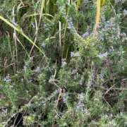 ヒメ日記 2025/11/10 09:49 投稿 しおり コスパラ