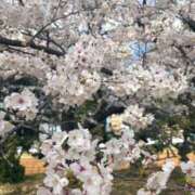 ヒメ日記 2025/04/05 07:30 投稿 神田 けい Men's relaxation VEGA