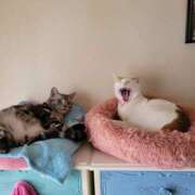 ヒメ日記 2025/03/17 08:31 投稿 高山 誘惑マル秘ミセス