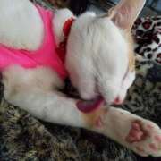 ヒメ日記 2026/01/11 19:36 投稿 高山 誘惑マル秘ミセス