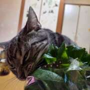 ヒメ日記 2026/01/17 09:47 投稿 高山 誘惑マル秘ミセス