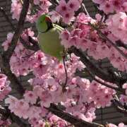 ヒメ日記 2026/03/27 08:20 投稿 高山 誘惑マル秘ミセス