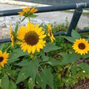 ヒメ日記 2025/07/05 10:07 投稿 愛香(あいか) エッチな熟女(広島)