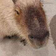 ヒメ日記 2026/01/06 10:50 投稿 愛香(あいか) エッチな熟女(広島)