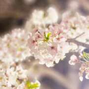 ヒメ日記 2025/03/26 19:33 投稿 のどか～マダム～ クラブレア南大阪