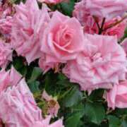 ヒメ日記 2025/06/11 00:12 投稿 のどか～マダム～ クラブレア南大阪