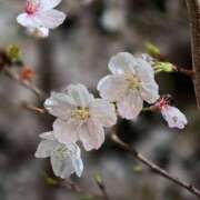 ヒメ日記 2026/04/08 19:24 投稿 のどか～マダム～ クラブレア南大阪