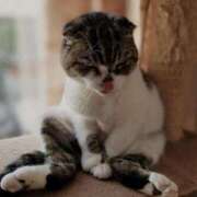 ヒメ日記 2024/12/10 19:26 投稿 あずさ 京都の痴女鉄道