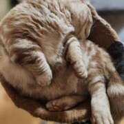 ヒメ日記 2024/12/31 23:16 投稿 あずさ 京都の痴女鉄道