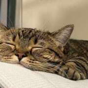 ヒメ日記 2025/02/05 23:02 投稿 あずさ 京都の痴女鉄道