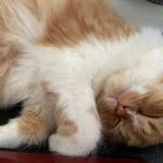 ヒメ日記 2025/02/09 22:56 投稿 あずさ 京都の痴女鉄道