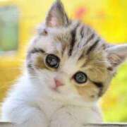 ヒメ日記 2025/02/13 22:56 投稿 あずさ 京都の痴女鉄道