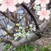 ヒメ日記 2025/03/30 09:06 投稿 あずさ 京都の痴女鉄道