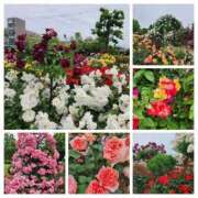 ヒメ日記 2025/05/30 14:36 投稿 あずさ 京都の痴女鉄道