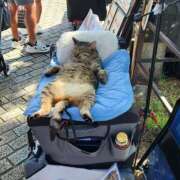 ヒメ日記 2025/06/15 18:26 投稿 あずさ 京都の痴女鉄道