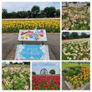 ヒメ日記 2025/06/23 16:16 投稿 あずさ 京都の痴女鉄道